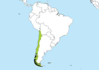 CLST Time Zone Geo Map